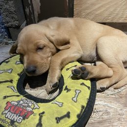 Labrador Retriever Puppies from Fuller Paws of Texas