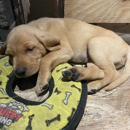 Labrador Retriever Puppies from Fuller Paws of Texas