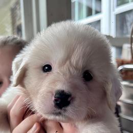 Tigger - White male Great Pyrenees puppy in Murfreesboro, Tennessee from Storybook Tails Farm