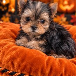 Merlin - Blue and gold male Yorkshire Terrier puppy in Parma Heights, Ohio from ANGELHEARTS YORKIES and yorkie darlings