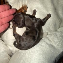 Bubbles - Dapple female Dachshund puppy in Birchtree, Missouri from Cruzan Dachshunds