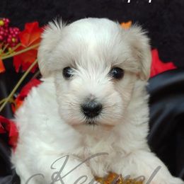 Miniature Schnauzer and Rottweiler Puppies from Mystique Kennel