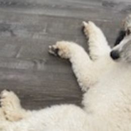 Australian Shepherds and Poodles from Brittany's Poodles and Australian Shepherds