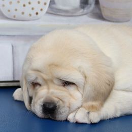 Labrador Retriever puppies from Camden's Caring Canines