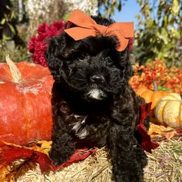 Maggie (orange) - Black female Cavapoo puppy in West Haven, Utah from Harper Haven Cavapoos & Doodles