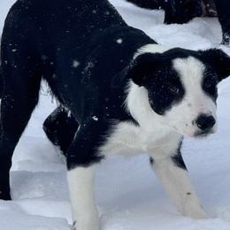 Raseus - Black and white male Border Collie puppy in Canaan, New Hampshire from Henam Border Collies