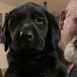 Labrador Retriever Puppies from Cary’s Buck Creek Retrievers