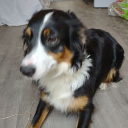Liz - Miniature Australian Shepherd