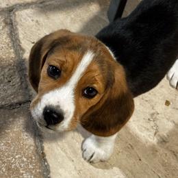 Ryan - Black tan and white male Beagle puppy in Chandler, Arizona from Monica's Beagles