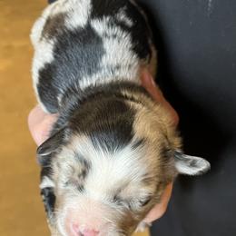 Winston - Blue merle male Miniature Australian Shepherd puppy in Godley, Texas from Nana and Paws Aussies