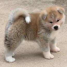 Chi-chi go Winmont - Red female Japanese Akitainu puppy in Copperas Cove, Texas from Winmont Akitas