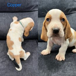 Basset Hound Puppies from Terry Farms