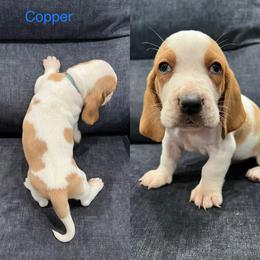 Basset Hound Puppies from Terry Farms