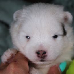 Galloway - Black and white male Pomsky puppy in Albany, Indiana from Hatz Off Puppies