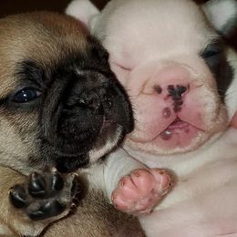 French Bulldog Puppies from Bennett’s Bullies