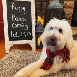 Goldendoodle All Grown Up from Greenhill Doodles