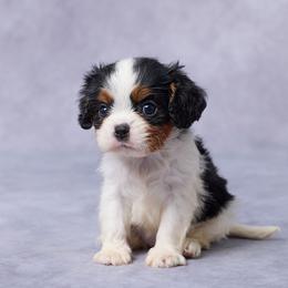 Hope - Tri-color female Cavalier King Charles Spaniel puppy in Apple Creek, Ohio from Grandeur Valley Puppies