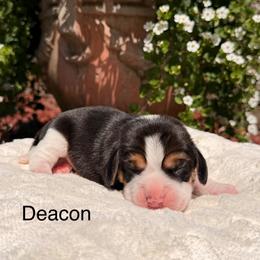 Deacon - Black tan and white male Beagle puppy in Mansfield, Missouri from Rippee Creek Kennel