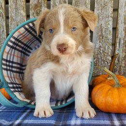 Boy 1 - Lilac Border Collie puppy in Conway, Missouri from Cook Family Farms