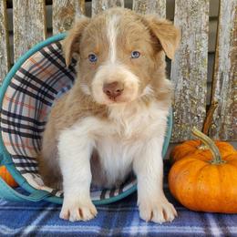 Boy 1 - Lilac Border Collie puppy in Conway, Missouri from Cook Family Farms