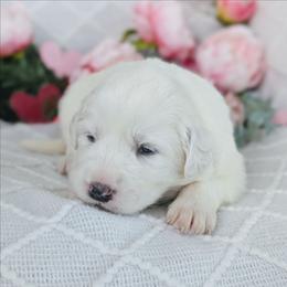Girl 2 Pink - White female Great Pyrenees puppy in Yakima, Washington from Naches Heights Ranch