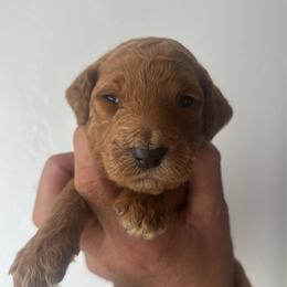 Boy1 (red collar) - Apricot male Goldendoodle puppy in San Diego, California from Southside Doodles