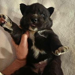 Renegade - Black male Siberian Husky puppy in Urbana, Ohio from Fairhaven's Siberian Huskies