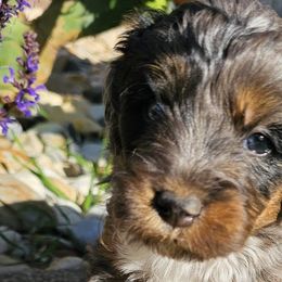 Assorted Doodle Crosses, Aussiedoodles, and Cockapoos from Phamily Doodles
