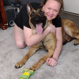 Chaos - Dutch Shepherd