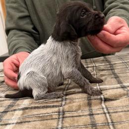 Boy 3 - Brown and gray male Wirehaired Pointing Griffon puppy in Shelley, Idaho from Western Gundogs