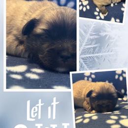 Keith - Cream male Lhasa Apso puppy in Cincinnati, Ohio from Shangri-La Lhasa Apsos