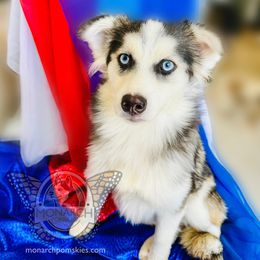Monarch Dot - Wolf sable female Pomsky puppy in Greeley, Colorado from Monarch Pomskies | Northern Colorado