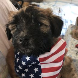 Soft Coated Wheaten Terrier Puppies from Wagging Wheatens