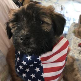 Soft Coated Wheaten Terrier Puppies from Wagging Wheatens