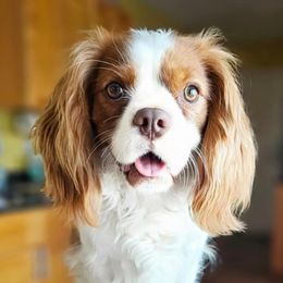 Jack - Cavalier King Charles Spaniel
