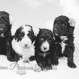 Sheepadoodle Puppies from The Farms Precious Doodles