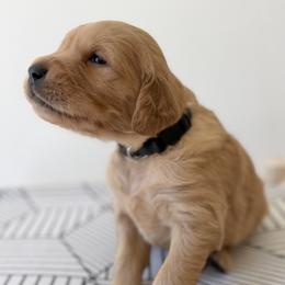 Two - Dark golden male Golden Retriever puppy in San Martin, California from Church Creek Retrievers