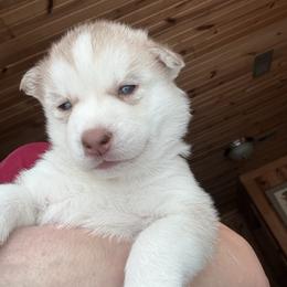Sitka - Sable and white male Siberian Husky puppy in Avoca, Michigan from Repurposed Paradise Farm