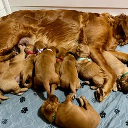 Girl 5 - Dark golden female Golden Retriever puppy in Post Falls, Idaho from Mountain View Goldens