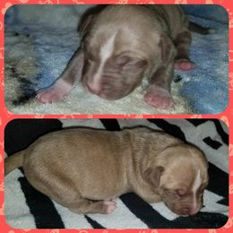 American Pit Bull Terrier Puppies from Kaotic APBTs