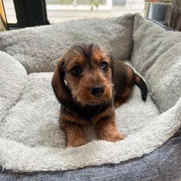 Boy 1 - Red male Dachshund puppy in Mobile, Alabama from Katrina's Dachshunds