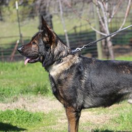 German Shepherds from Valor-K9s