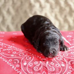 Bonnie (light blue collar) - Black female Sheepadoodle puppy in Mouth Of Wilson, Virginia from HoneyBunn Doodle Co.