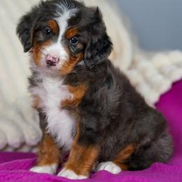 Remi - Merle male Bernedoodle puppy in Dundee, Ohio from Down Home Doodle
