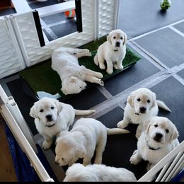 Golden Retriever Puppies from Huckaby’s English Golden Retrievers