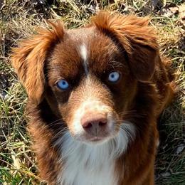 Nelly - Miniature Australian Shepherd