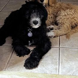 Goldendoodle Puppies from Dahlia Doodles