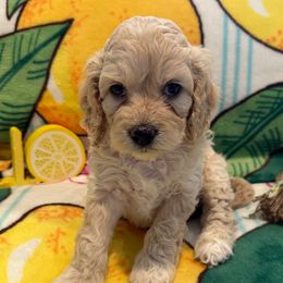 Aurora - Buff and white female Cockapoo puppy in Republic, Missouri from Holland Hilltop Farm
