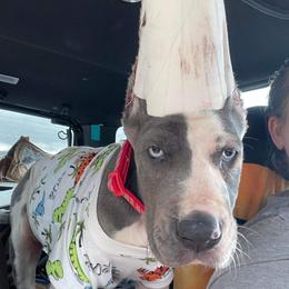 Great Dane Puppies from F&B Kennels