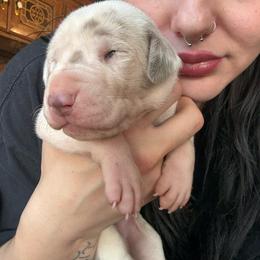 Blossom - Silver female Great Dane puppy in Grand Blanc, Michigan from Green’s Great Danes